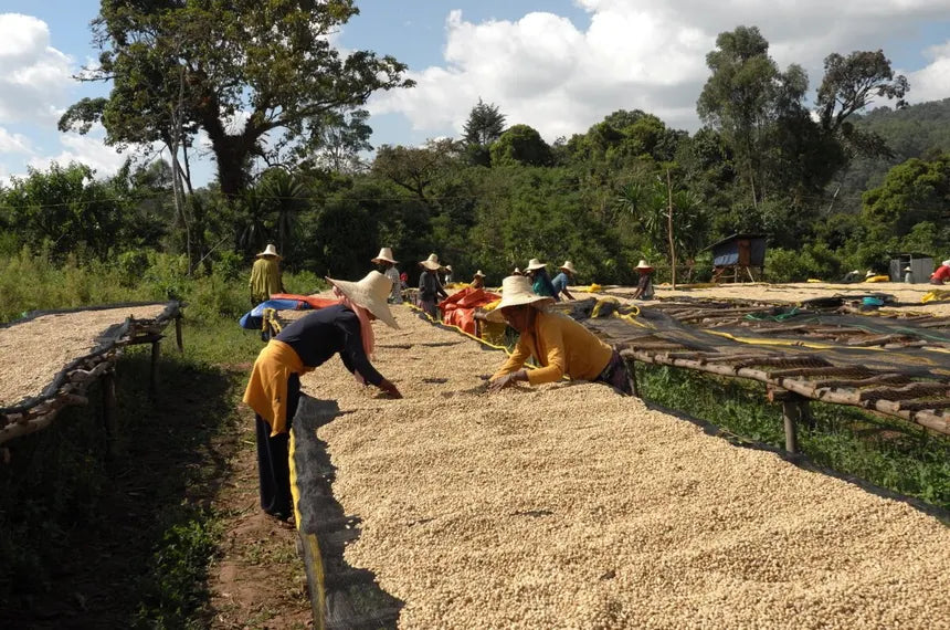 Ethiopia Gure Dako