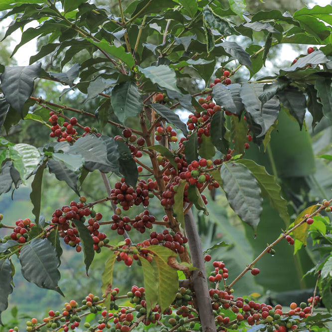 Rwanda Rusizi Mushaka