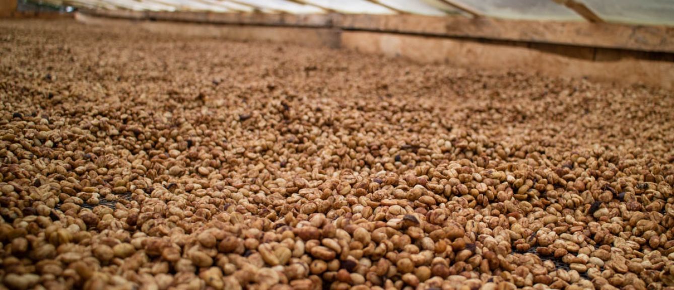 Colombia (Honey Processed)