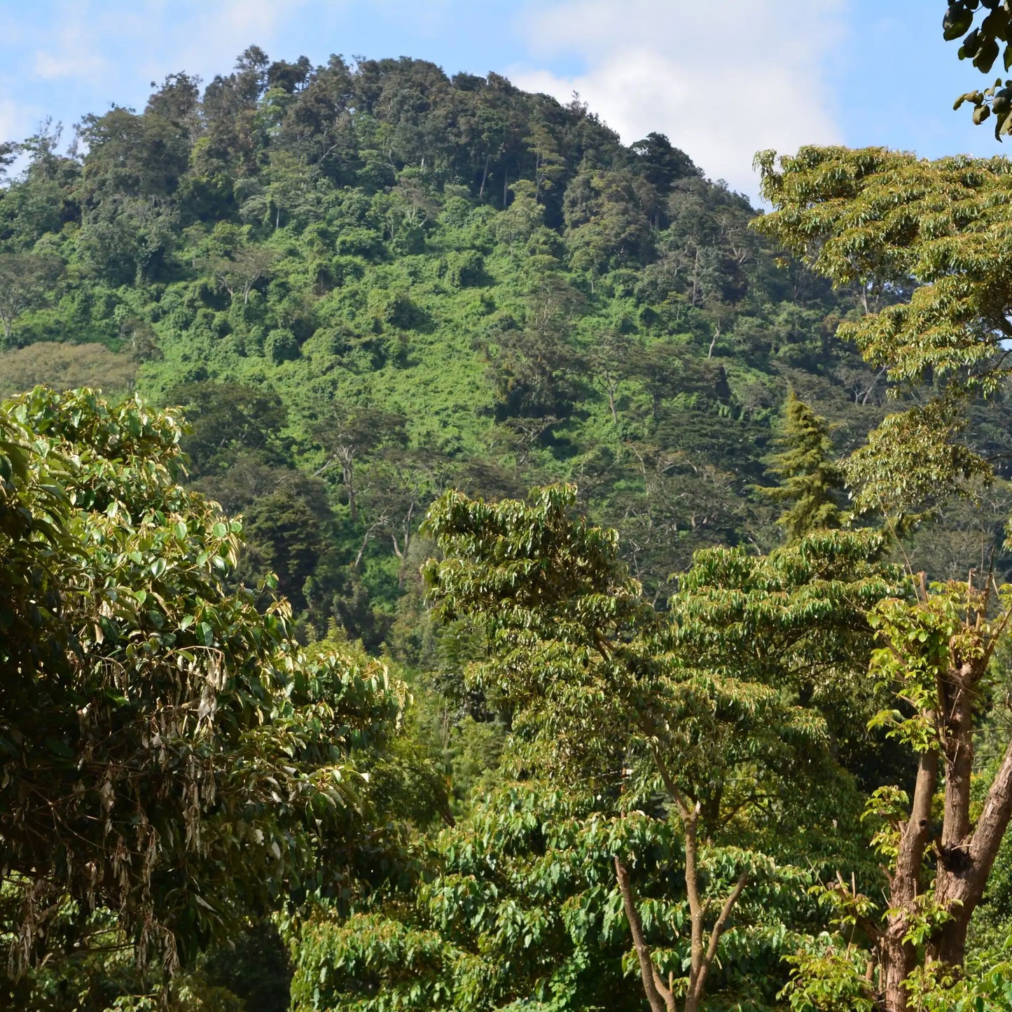 Kenya Nyeri Kangocho Peaberry